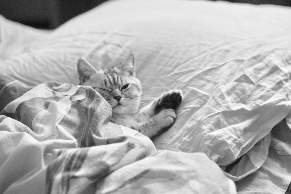 grayscale photography of cat lying o n bed