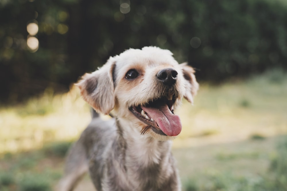 white and gray dog