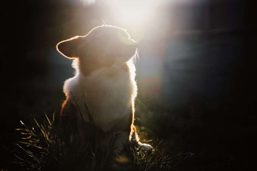 a dog sitting in the grass looking up at the sun