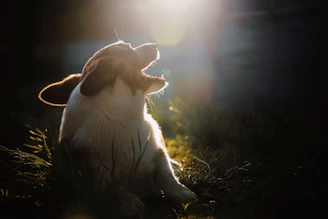 A joyful dog wagging its tail after being rescued, basking in the sunlight at Heartpaw Haven.