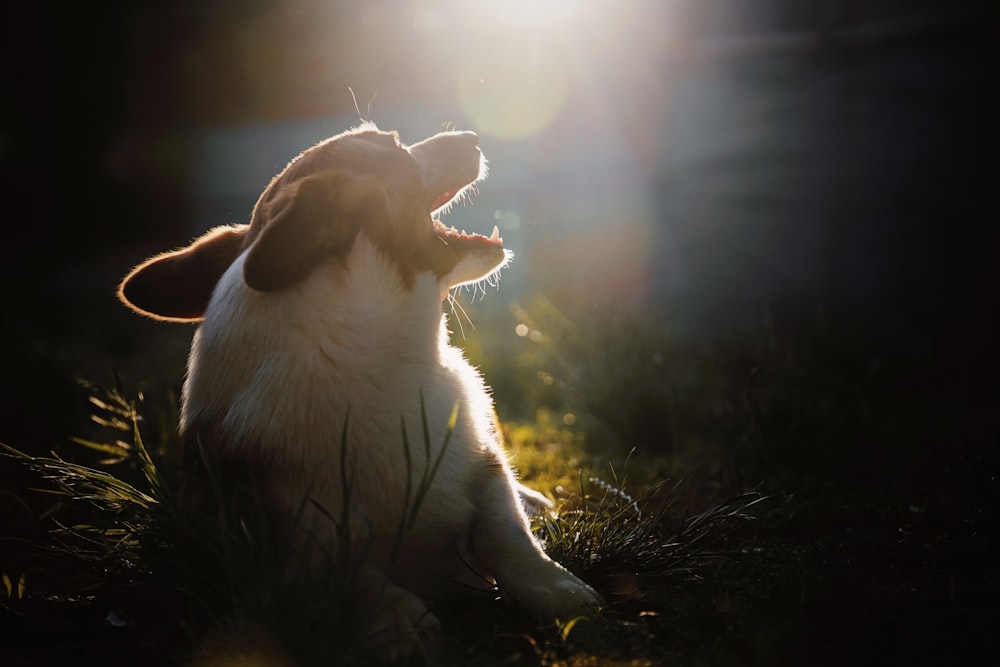 tan and white dog lying on field