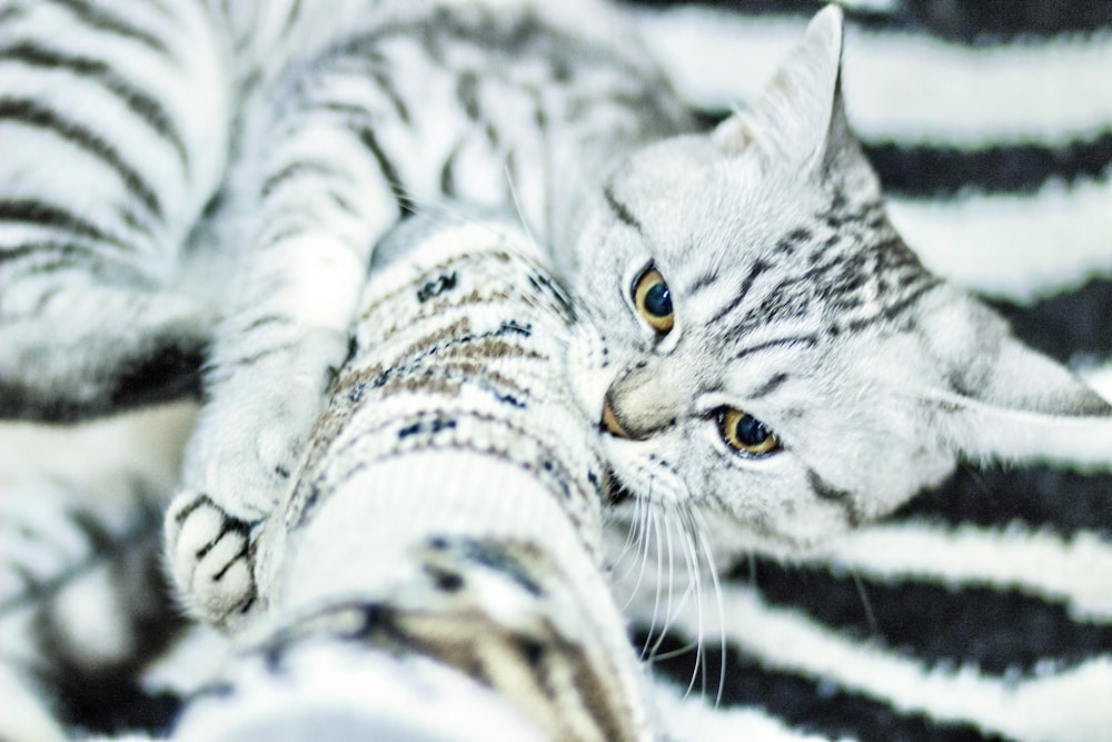 selective focus photography of cat