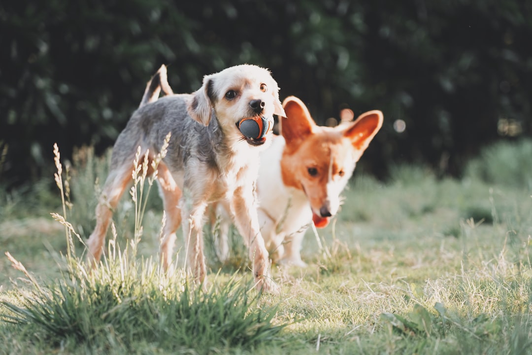 two dogs playing on open field