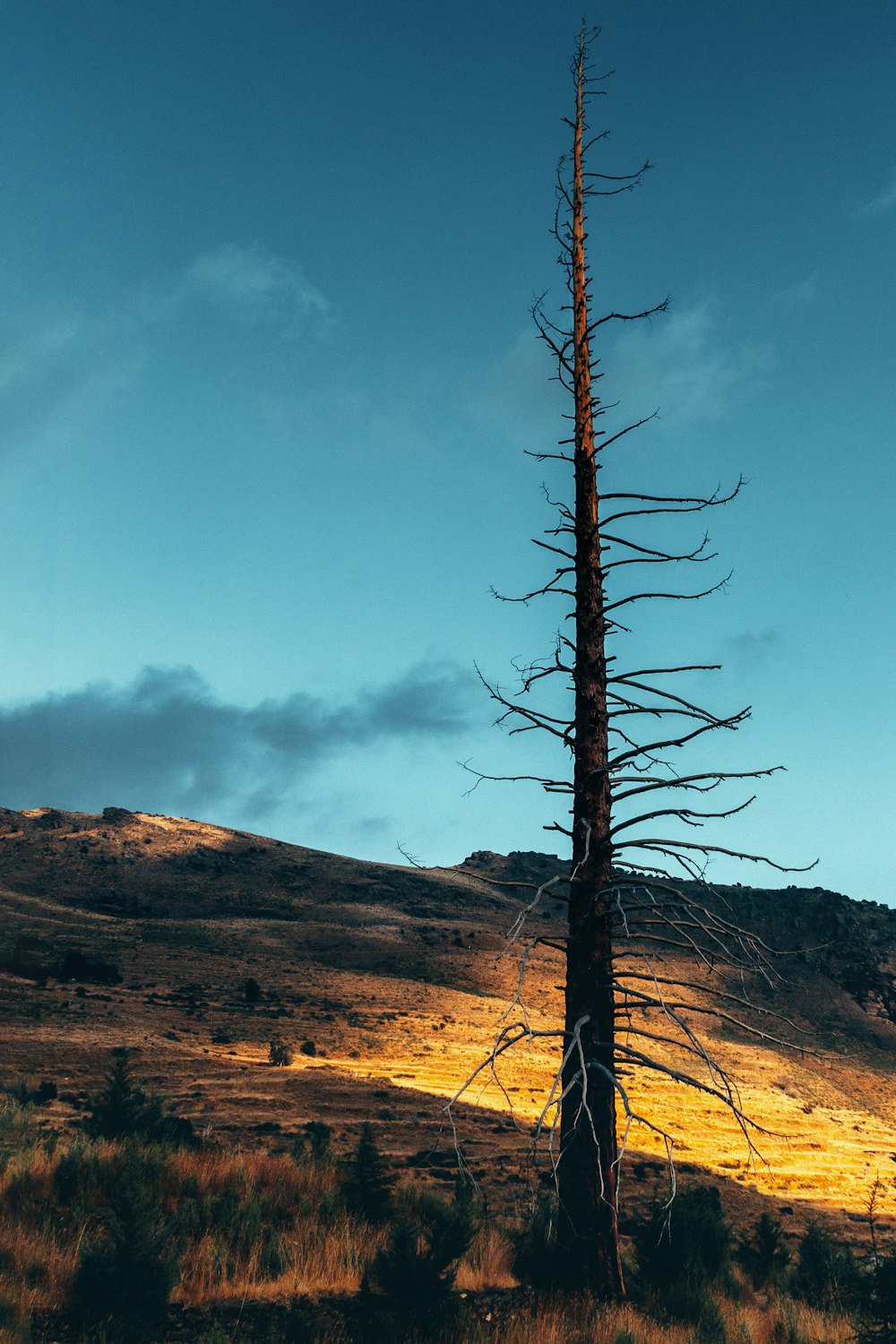 árbol marchito bajo el cielo azul claro