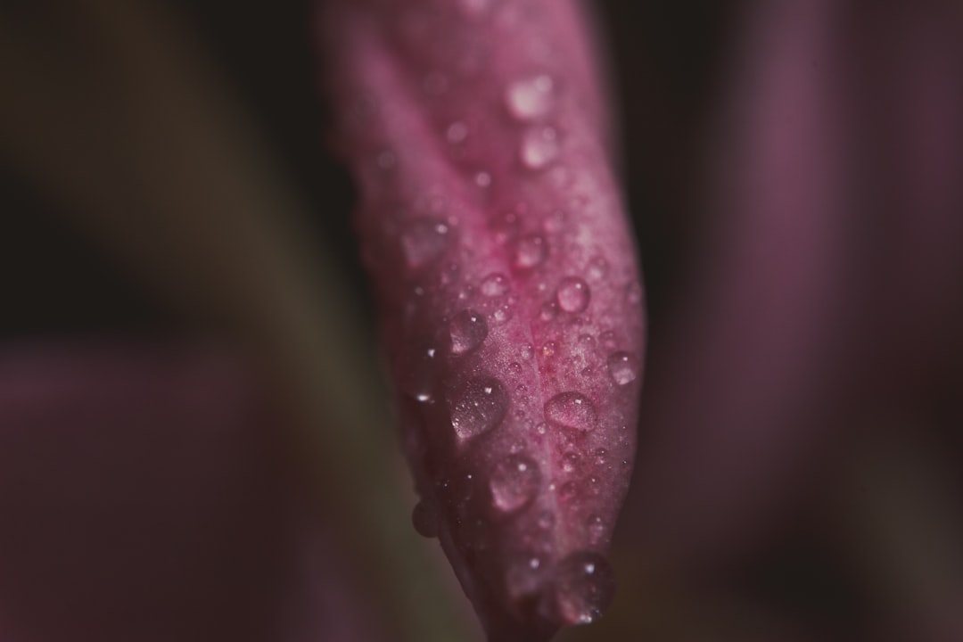 pink leaves