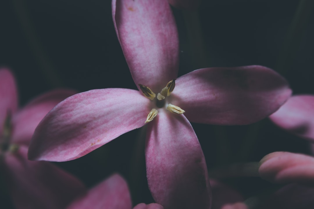 selective focus photography of purple flower