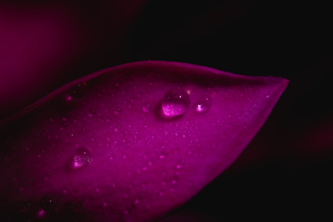 close-up photography of hot-pink leafed plant