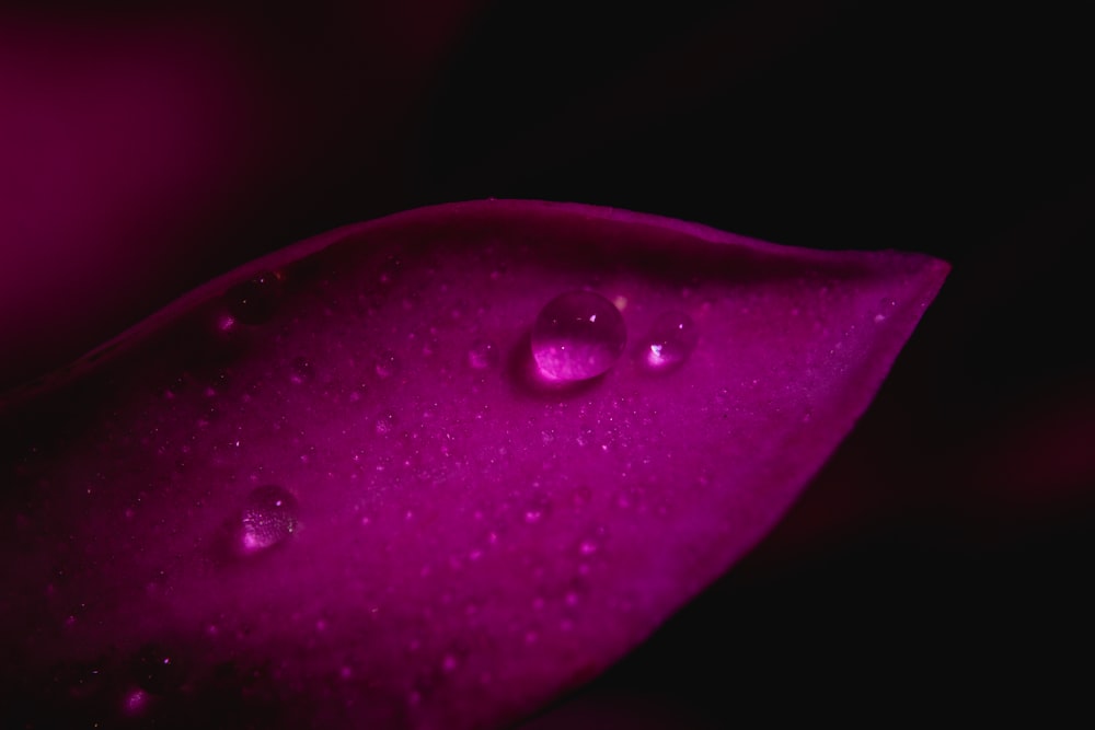 close-up photography of hot-pink leafed plant