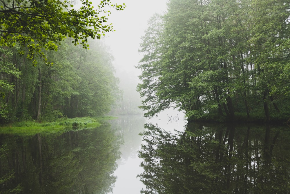 body of water between trees