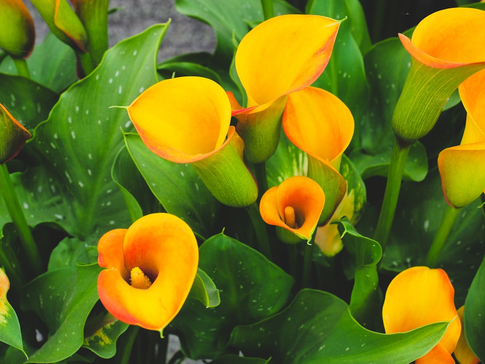closeup photography of yellow calla lilies