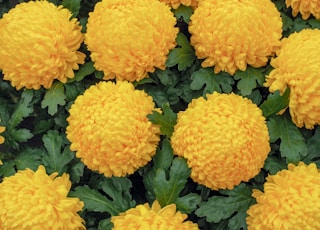 yellow flowers