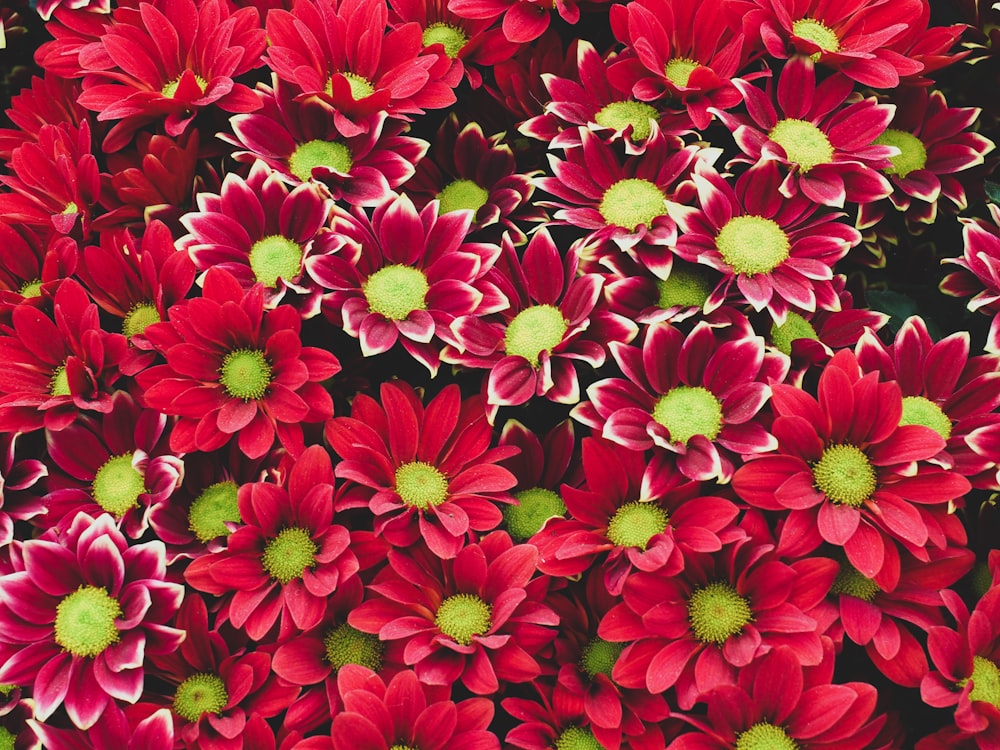 bed of red flowers