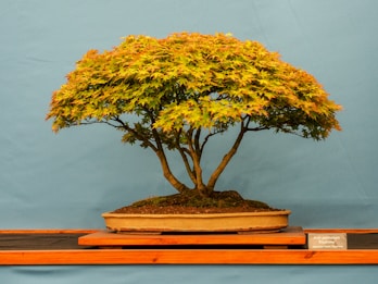 A well-maintained bonsai tree featuring lush yellow and green leaves arranged symmetrically. The tree is planted in a rectangular ceramic pot, displayed on a wooden stand against a plain blue background.