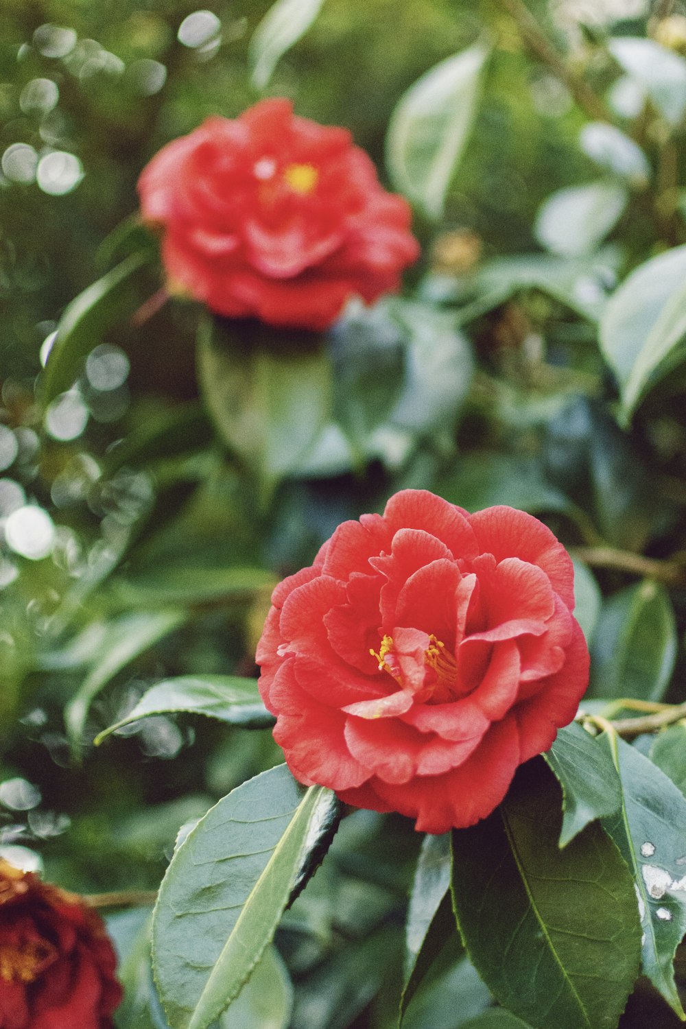 red flowering green outdoor plant