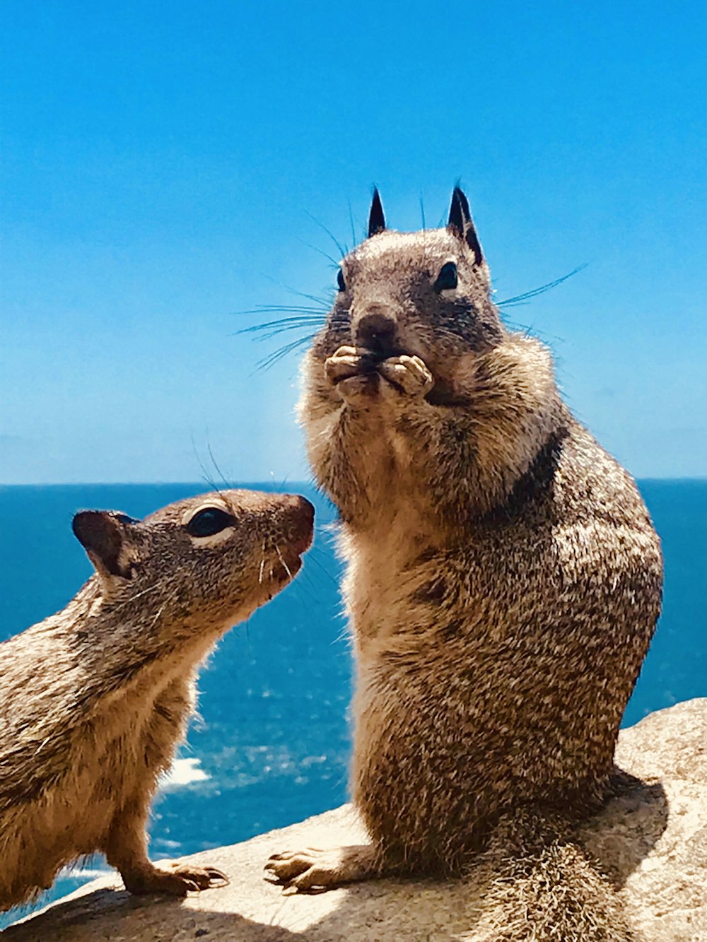 two brown squirrels