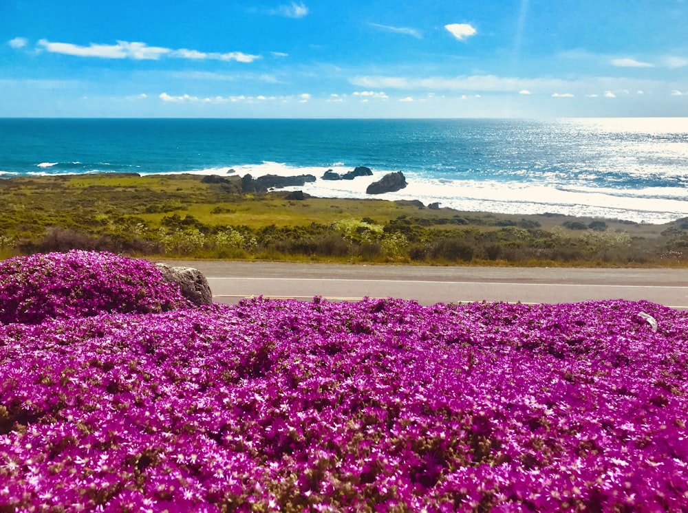 pink flower field