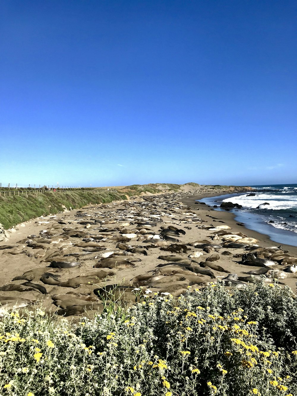 seashore under clear blue sky