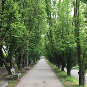 benches surround with trees beside pathway