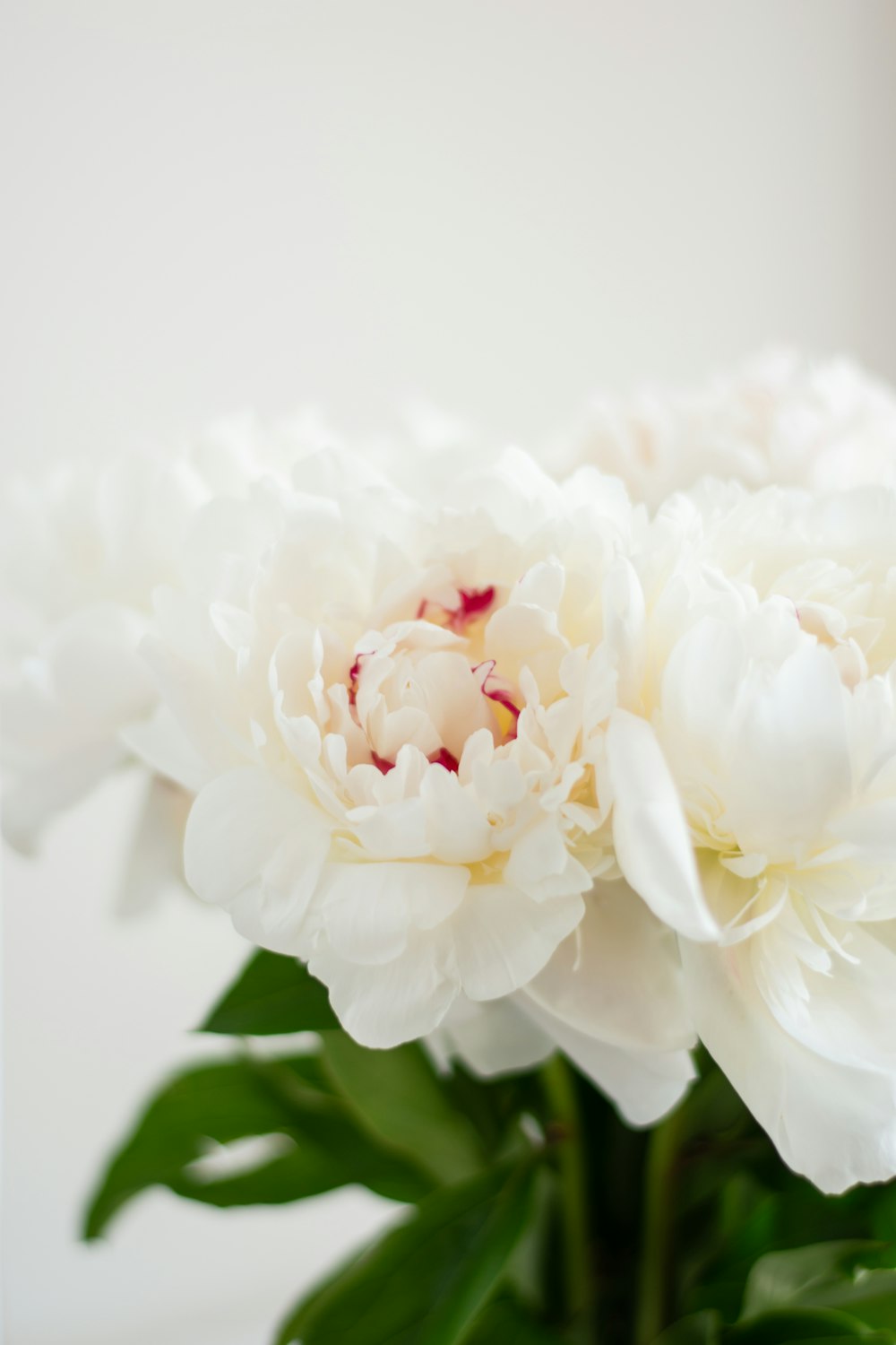 selective focus photo of white-petaled flowers