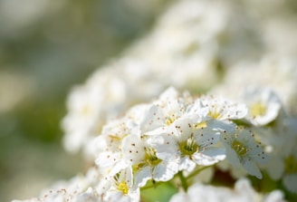 flowers what is the purpose of my life