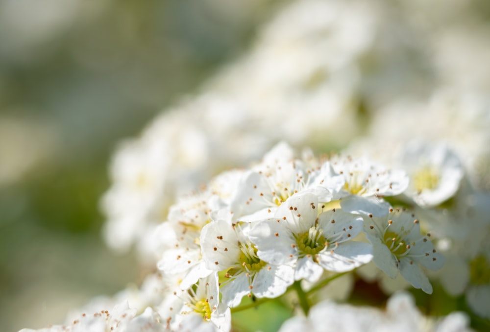 white-petaled flowers