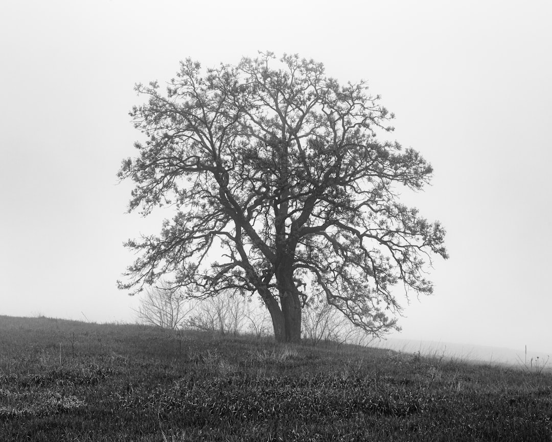 bare tree on top of hill during daytime