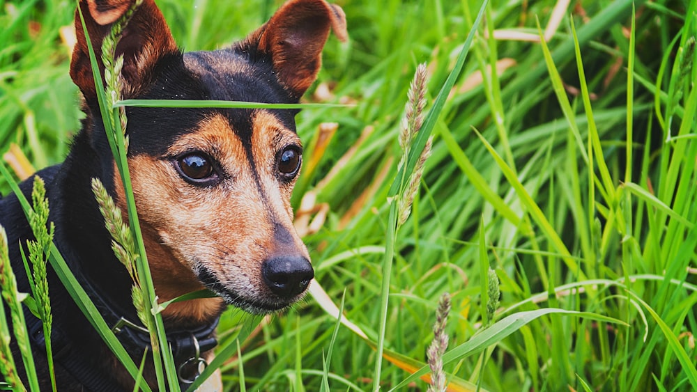 black and brown dog on grass