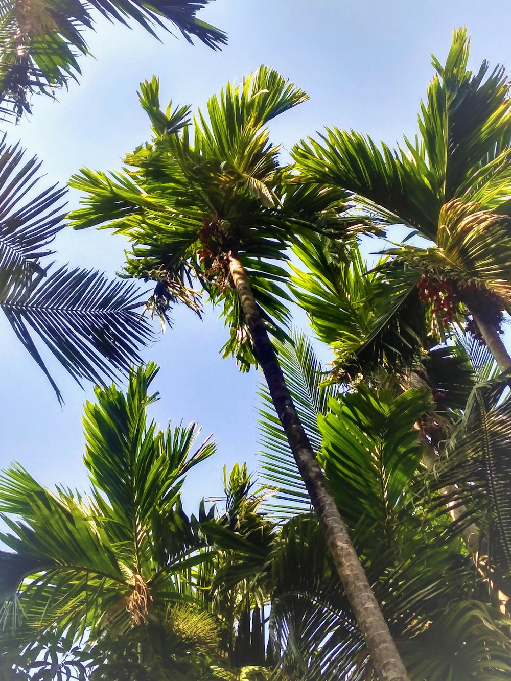 view of palm trees