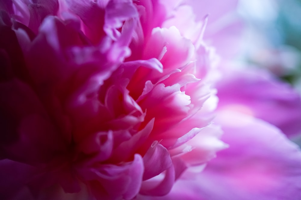 close-up photography of pink flower