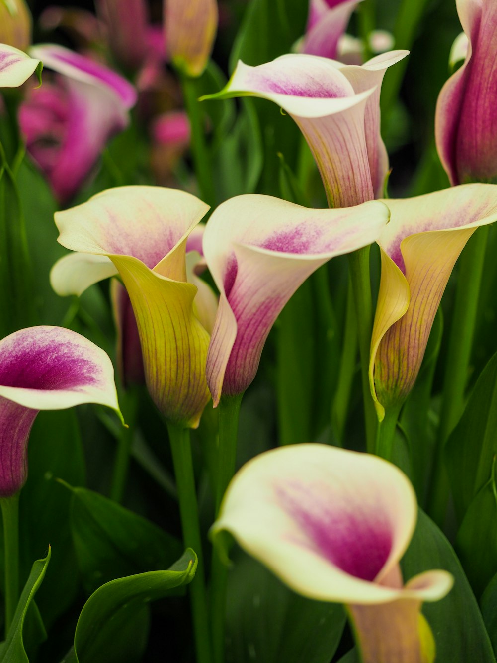 flores blancas y moradas