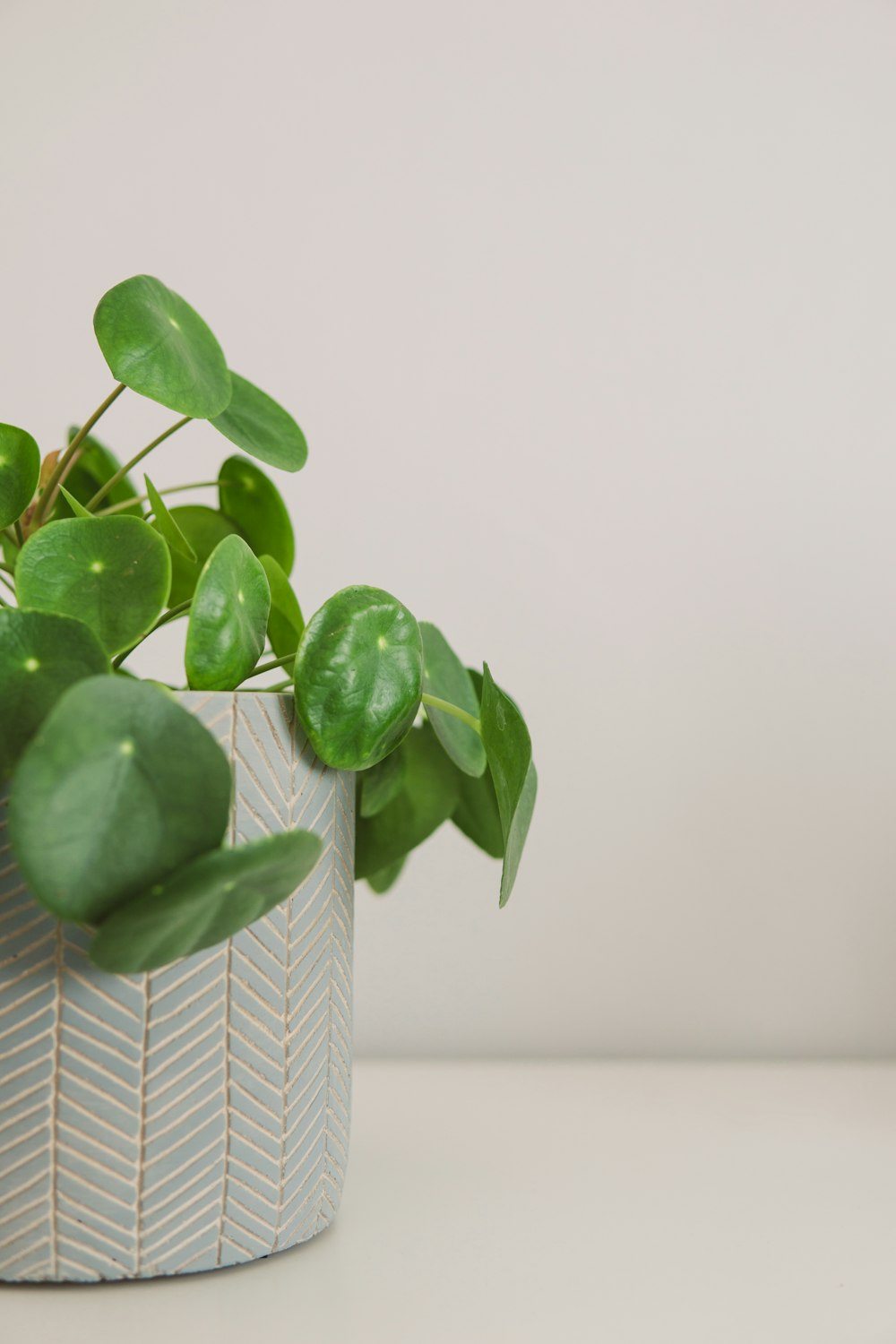 green gotu kola plant near white wall