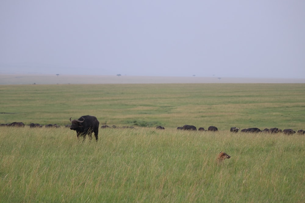 buffalo on grass field
