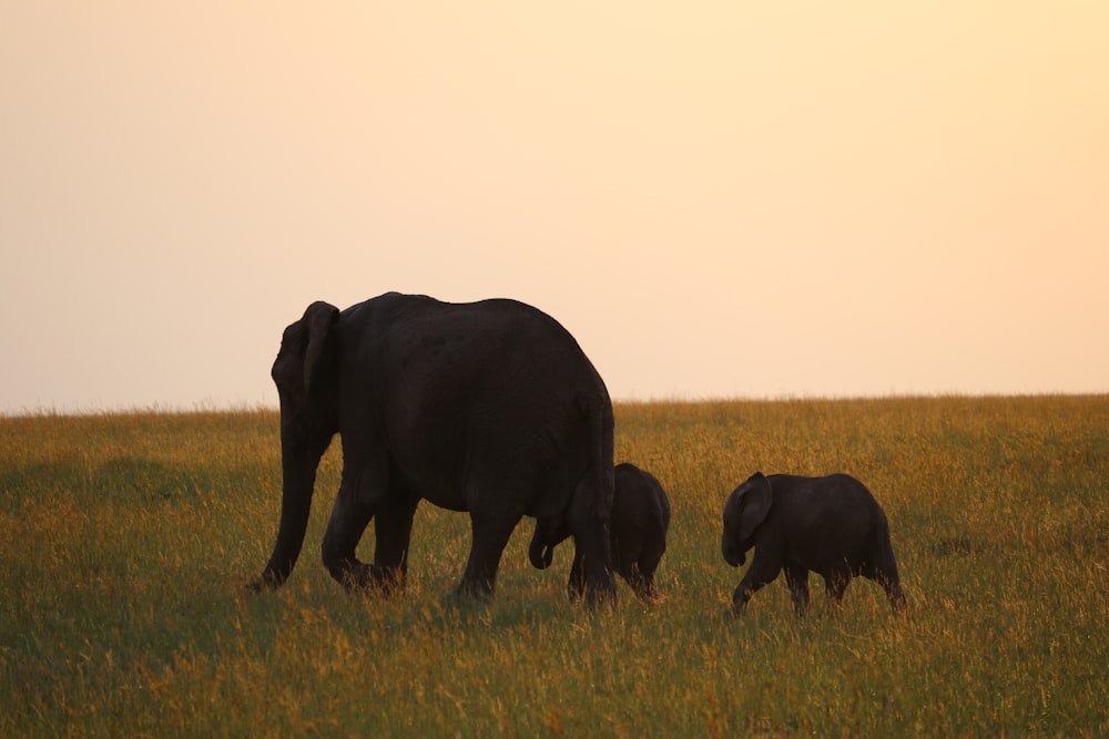 three gray elephants