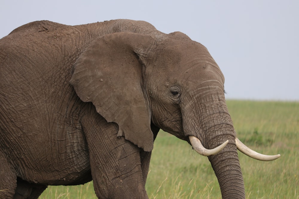 gray elephant surrounded by grass