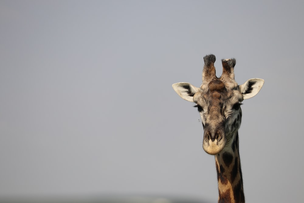 giraffe with white background