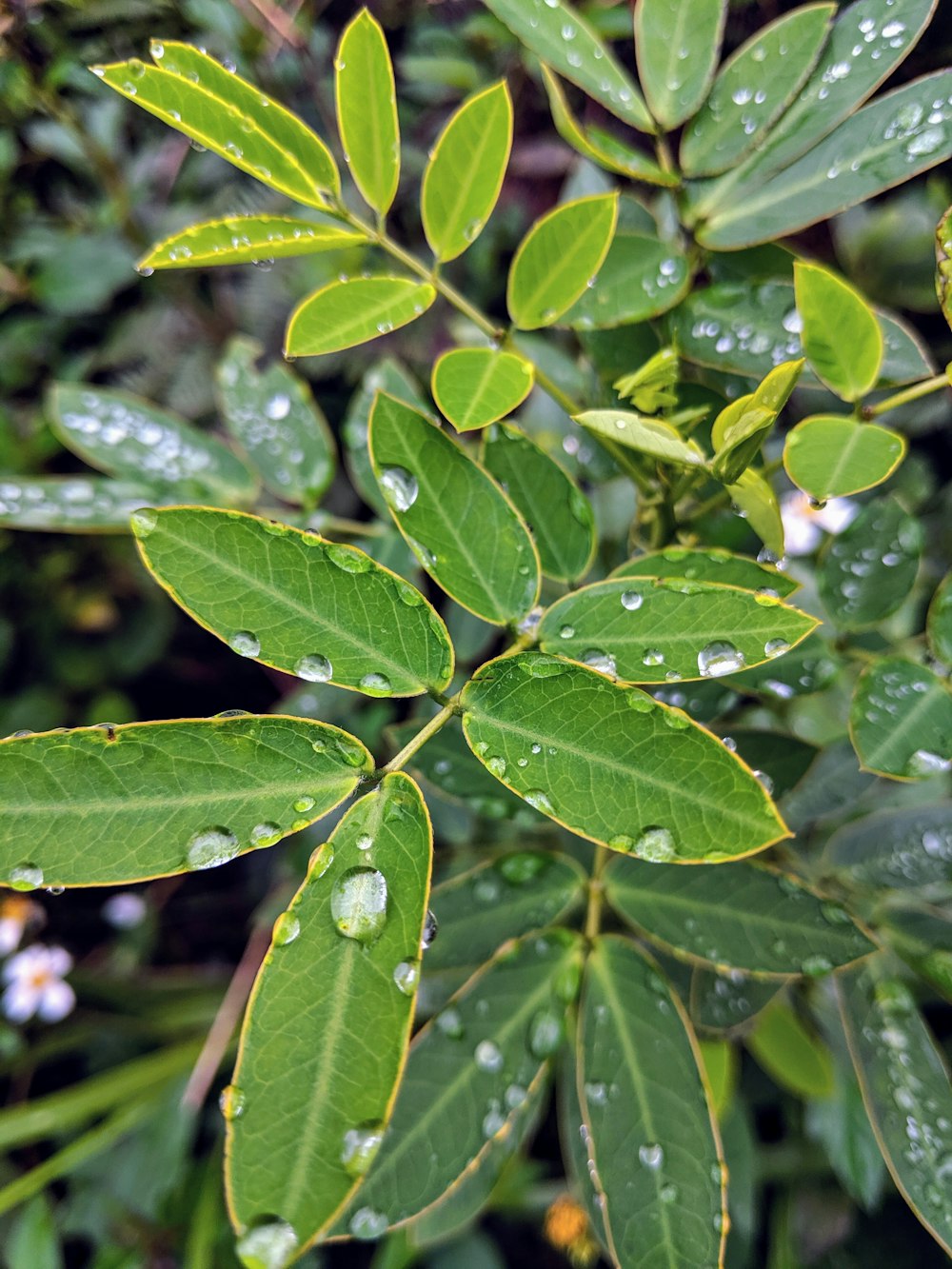 Wassertau auf grüner Blattpflanze