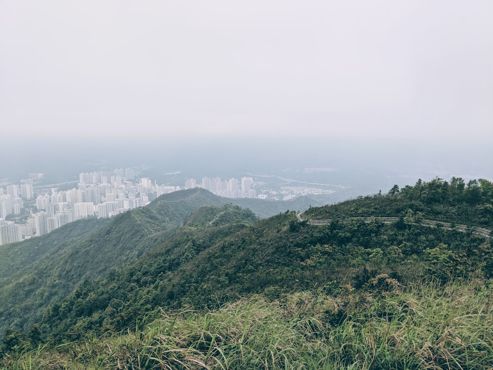 trees on mountain