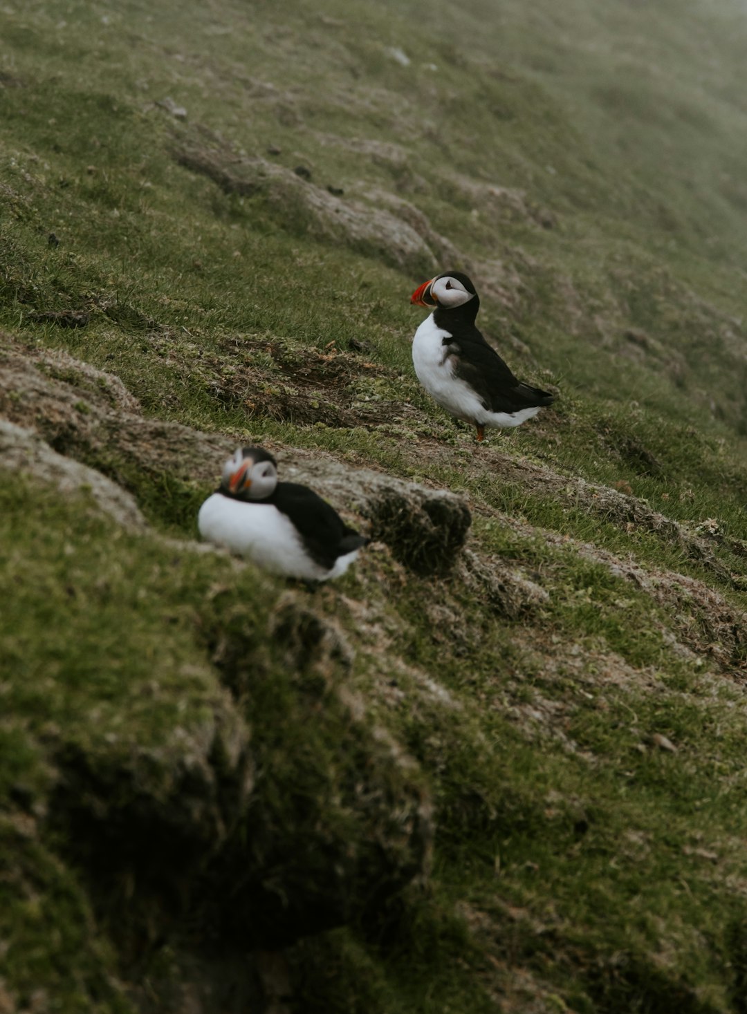 two white and black bird on green grass lawn