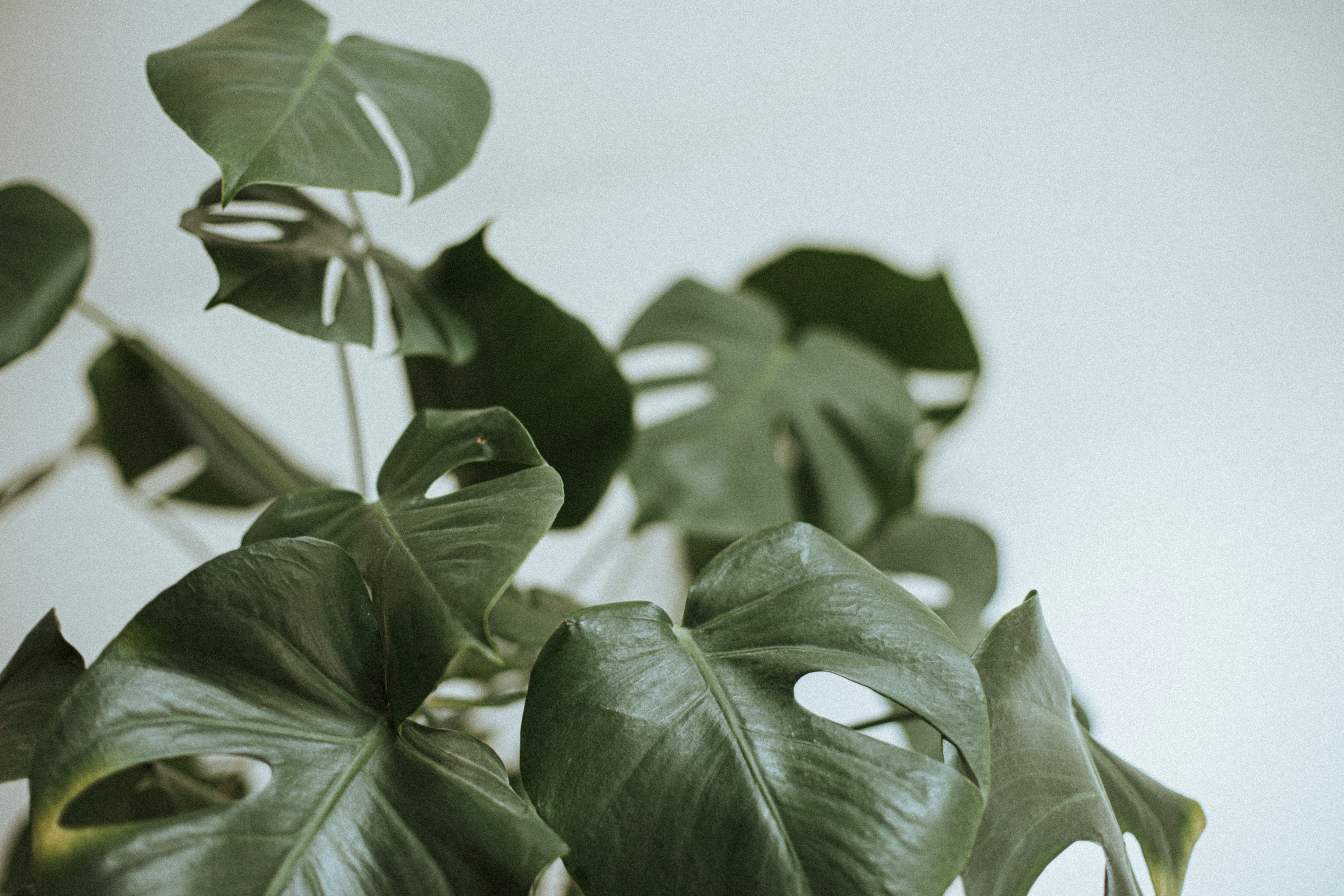 Photo by szymon_satora