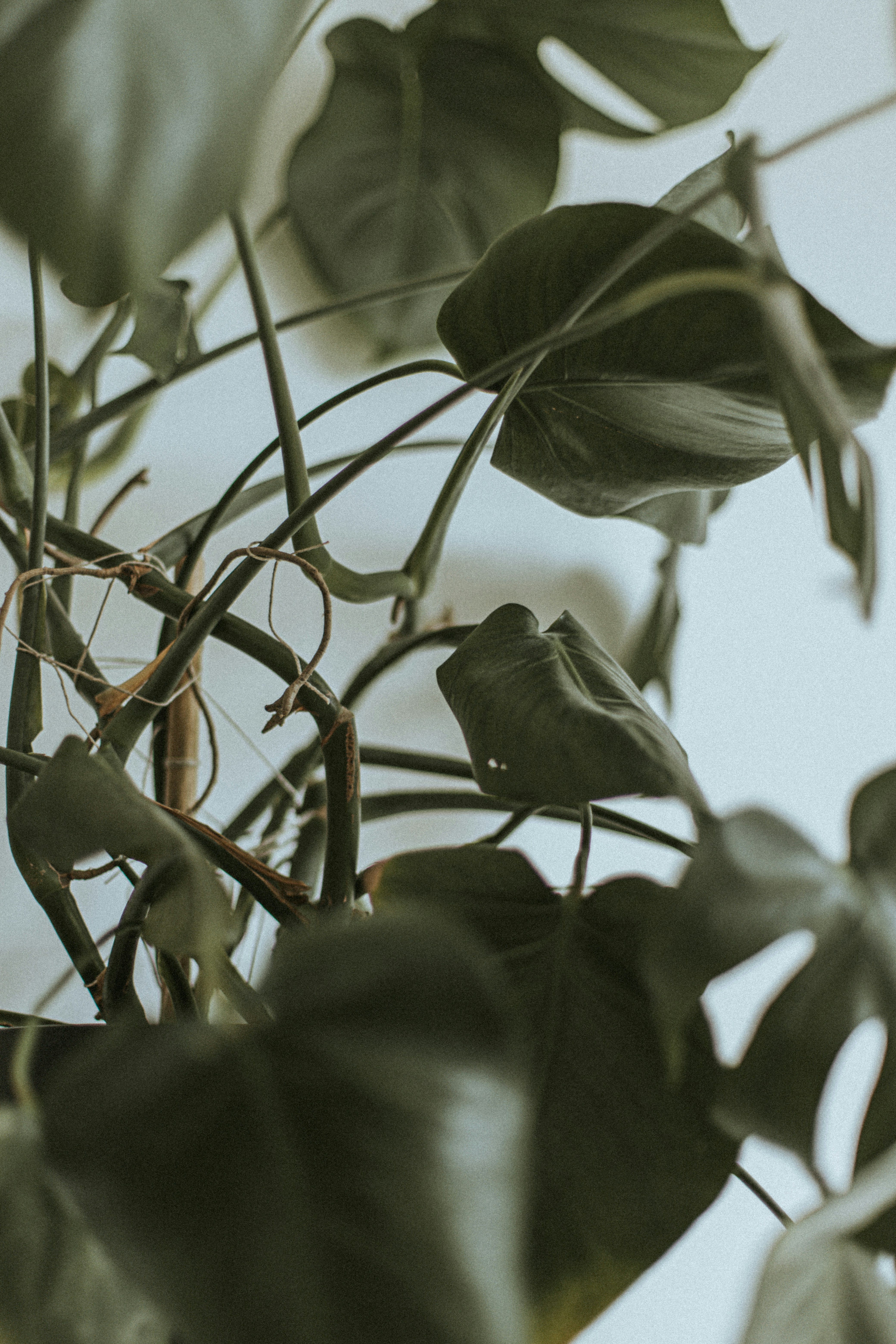 Photo by szymon_satora