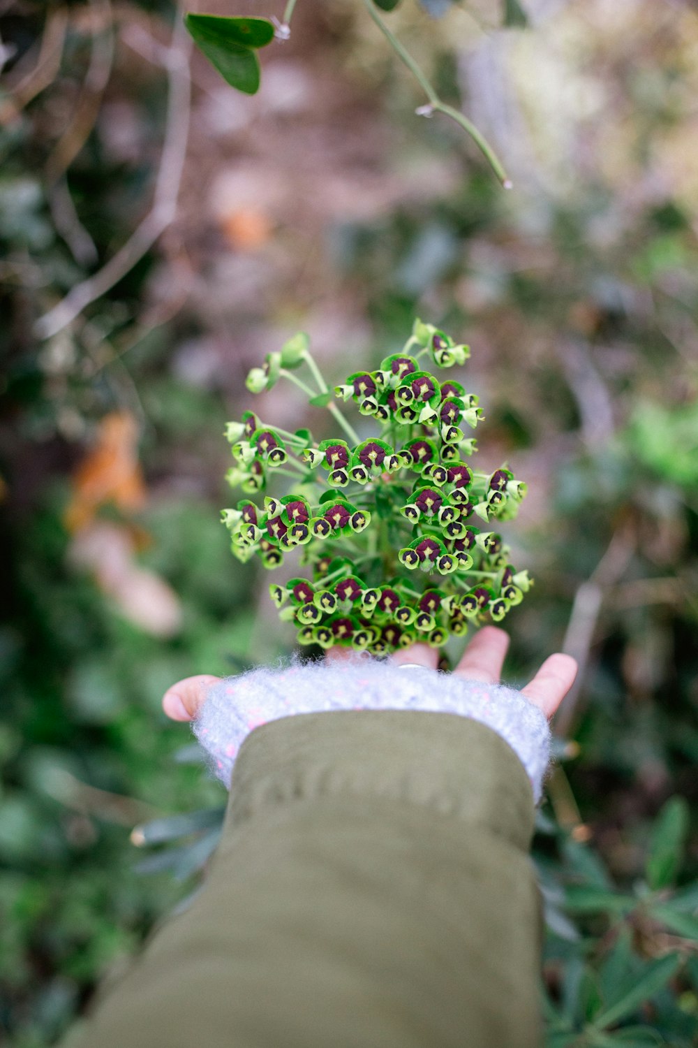 selective focus photography of person touching green plants