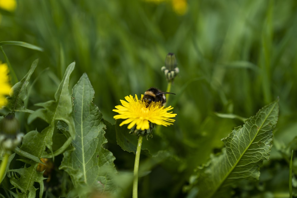 bee perching on flower