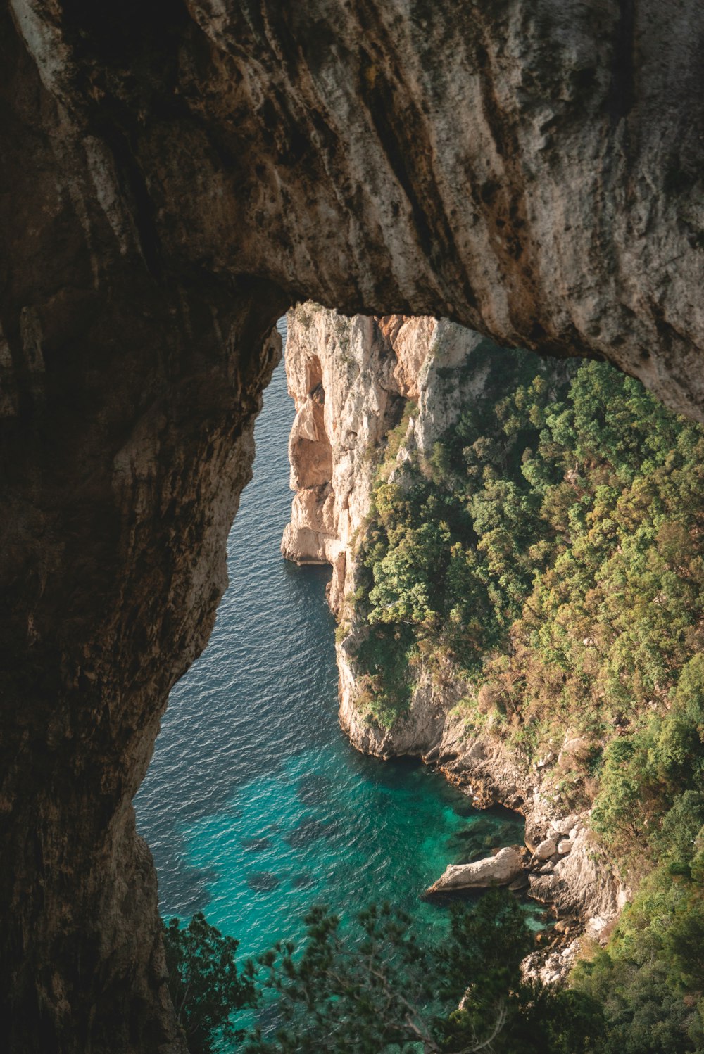 top-view photography of trees on sea cliff during daytime