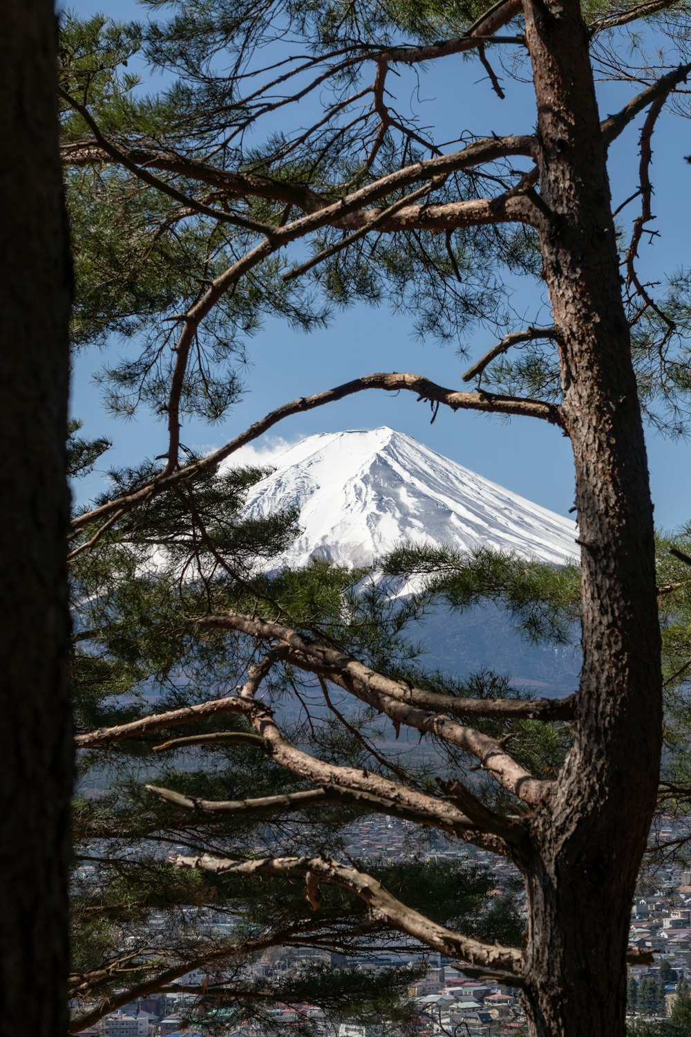mount Fuji with tree at daytime