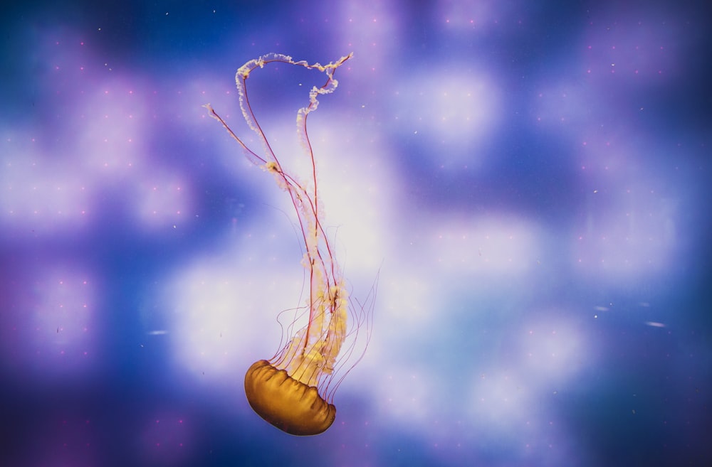 brown jellyfish illustration