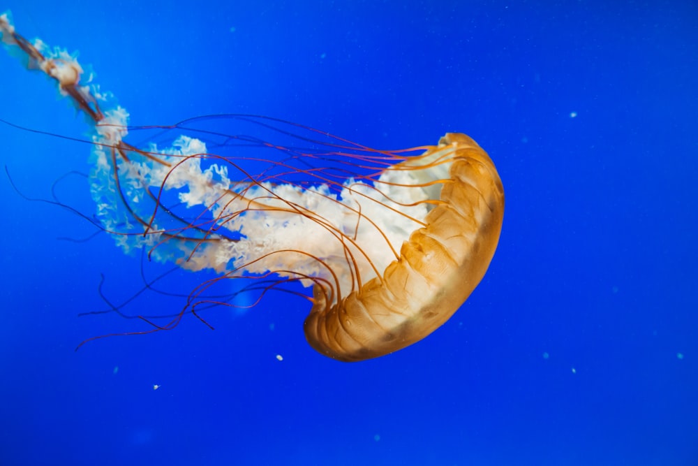 brown jellyfish