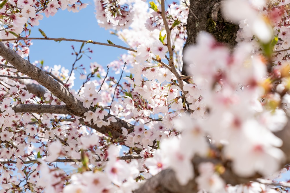 white-and-pink cherry blossom tree