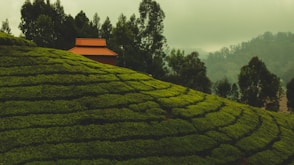 green-leafed plant
