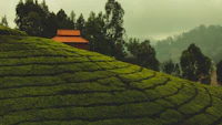 Best Wine Bars in Ooty for an Unhurried Evening Glass