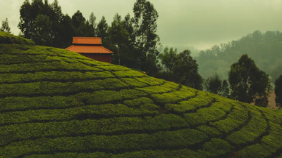 Ooty Nilgiri Tea Hills